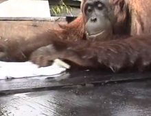 Orangutan washing clothes in Borneo