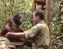 Wrestling with orangutan in Borneo